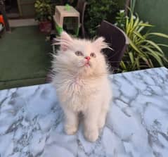 persian cat for sale 2 month age WhatsApp number 03417057463