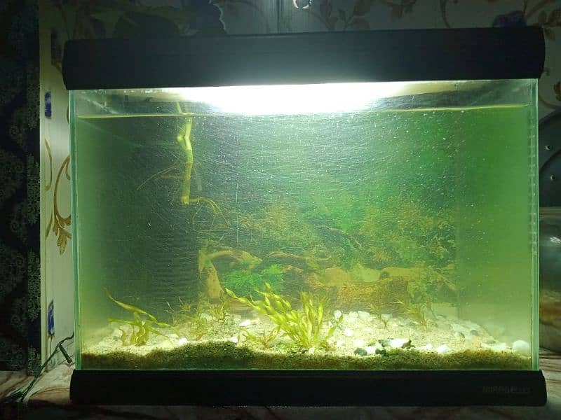 Planted Aquarium with baby mollies. 1