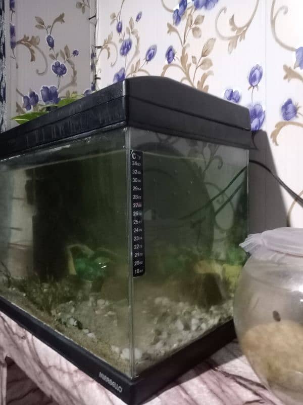 Planted Aquarium with baby mollies. 3