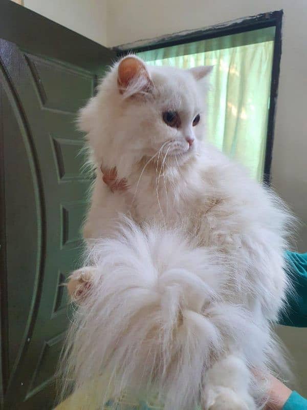 Persian triple coat long coat cat available 0