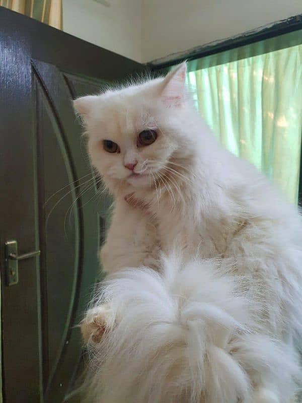 Persian triple coat long coat cat available 1