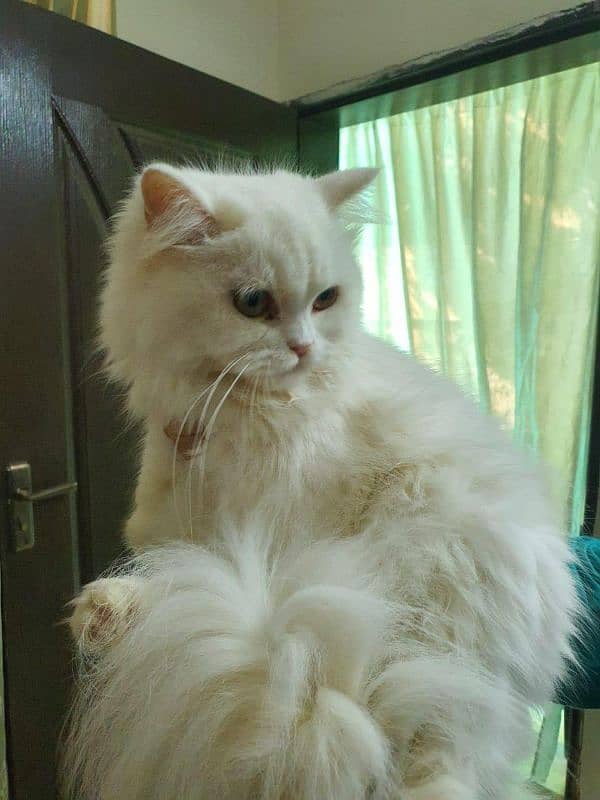 Persian triple coat long coat cat available 2