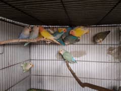 Lotino Colour Lovebird phatta