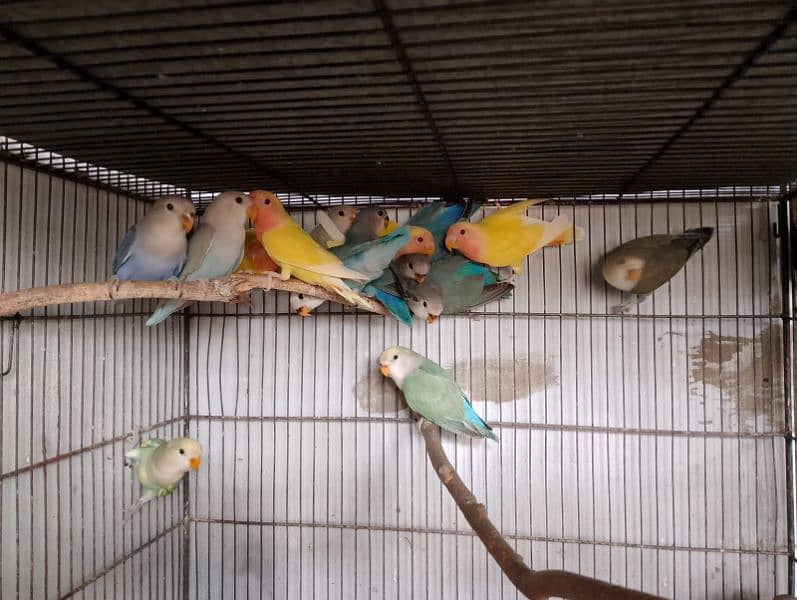 Lotino Colour Lovebird phatta 2