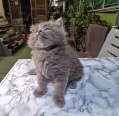 persian cat for sale 2 month age WhatsApp number 03417057463