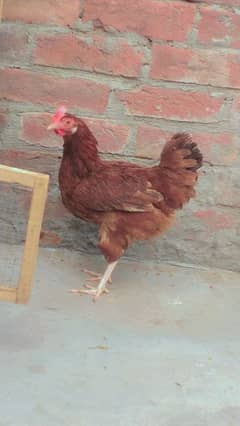 Egg laying Dasi Hens