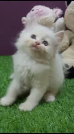 WHITE PERSIAN KITTEN