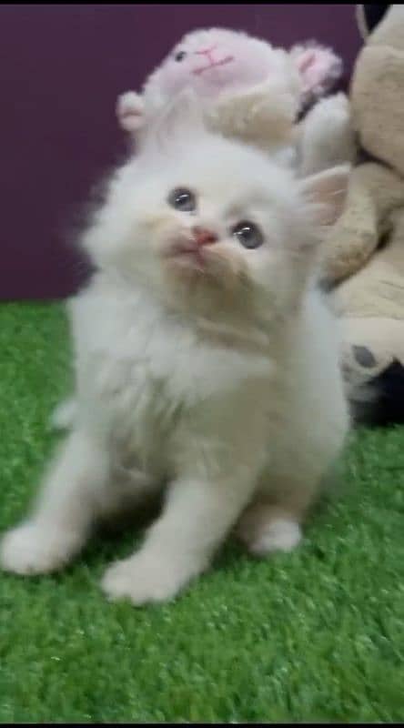 WHITE PERSIAN KITTEN 0