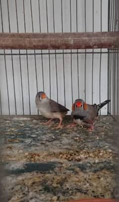 Finch pair available