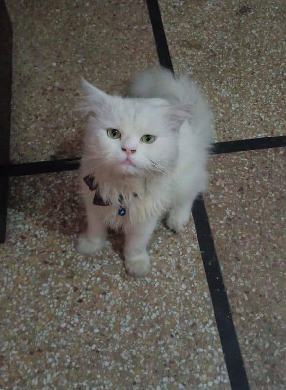 Paper white persion triple coat male for sale 0