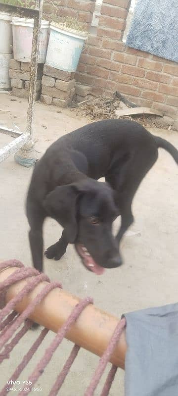 english pointer 1