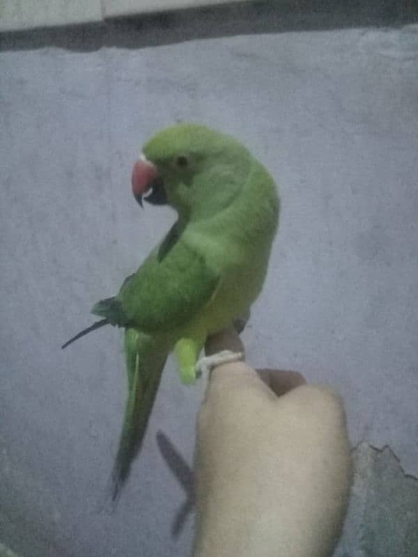 ring neck female parrot 0