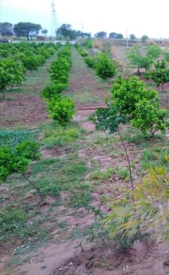 Farm hous for sale . Orange /Peach Bagh for sale