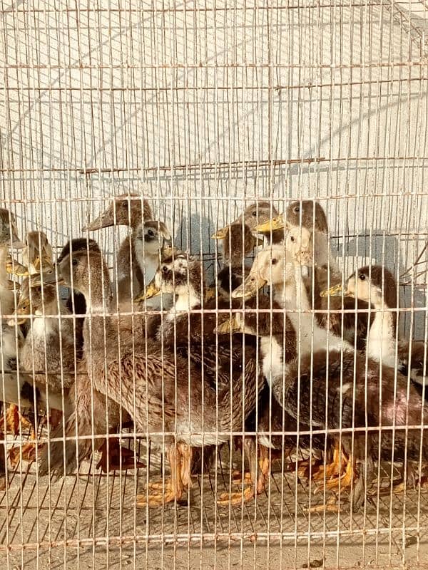 Desi ducks  KY 2month waly available/0/3/1/2/8/9/2/9/3/3/7/what's app 3