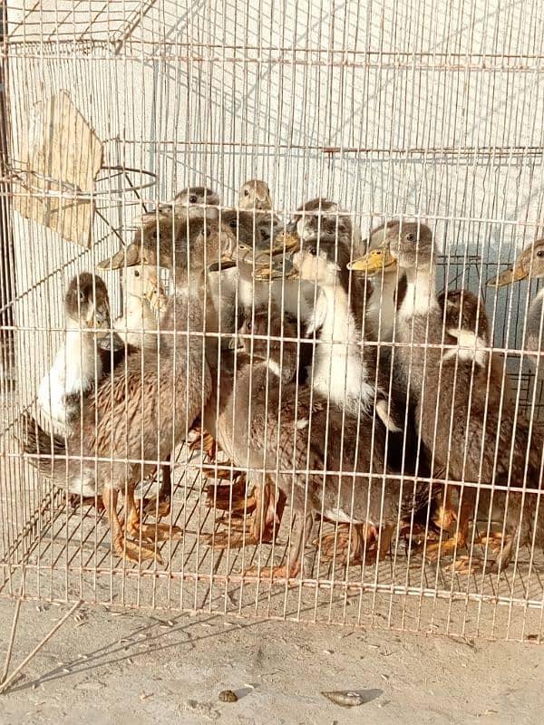 Desi ducks  KY 2month waly available/0/3/1/2/8/9/2/9/3/3/7/what's app 4