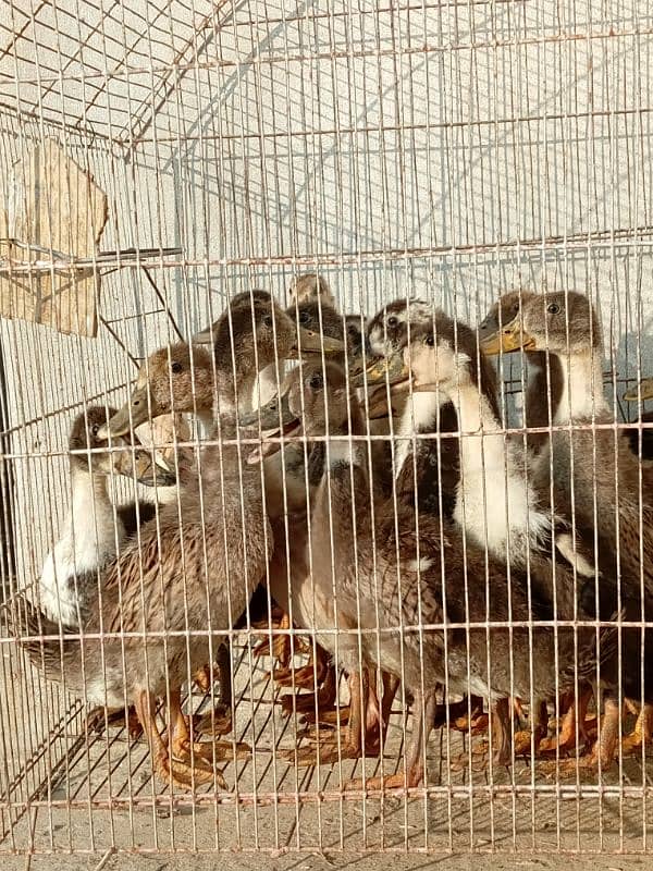 Desi ducks  KY 2month waly available/0/3/1/2/8/9/2/9/3/3/7/what's app 5