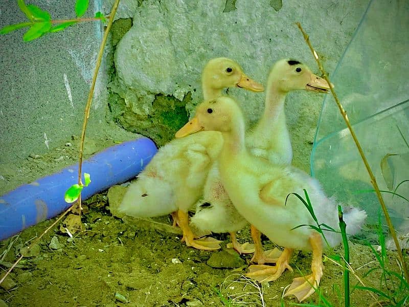 Desi ducks  KY 2month waly available/0/3/1/2/8/9/2/9/3/3/7/what's app 9