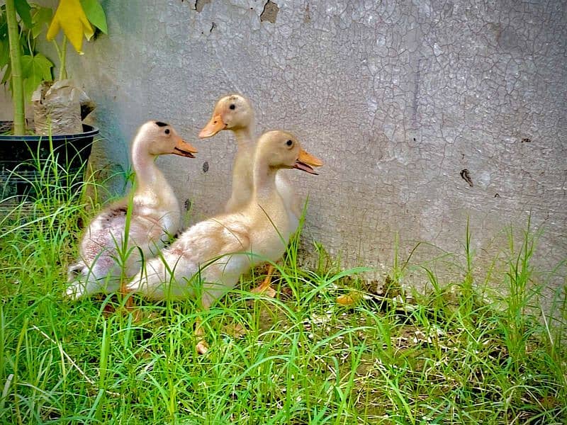 Desi ducks  KY 2month waly available/0/3/1/2/8/9/2/9/3/3/7/what's app 10