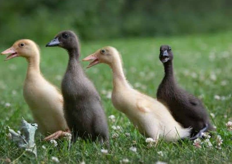 Desi ducks  KY 2month waly available/0/3/1/2/8/9/2/9/3/3/7/what's app 13