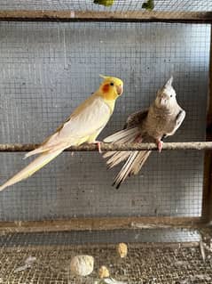 cocktail confim breeder pair