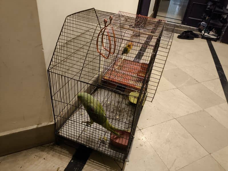 used bird cage 1