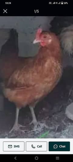 hens for sale egg phly bar otar rhi hain