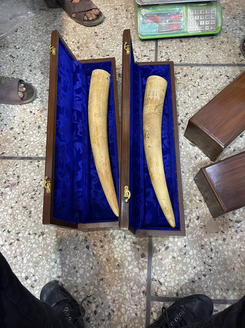 Pair of Ivory Antique 0