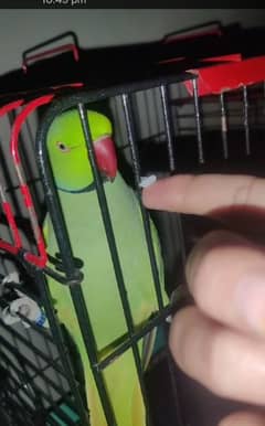 green ringneck talking tame