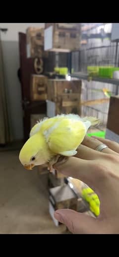 Creamino rosicolli lovebird chicks for handtame