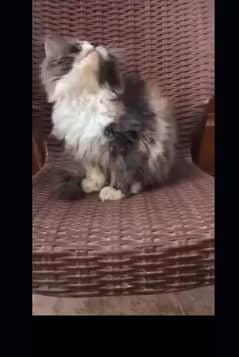 kitten pure Persian extreme punch face