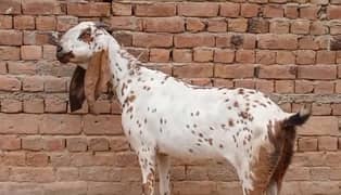 Nagri Desi goat for sale|Desi bakri for sale