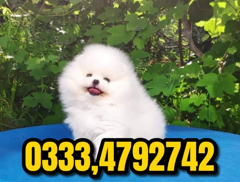 teacup Pomeranian puppies available 1