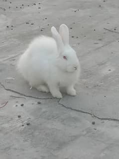 angora Holland female 03224186572