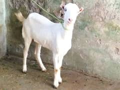 Beautiful Tadi Goat