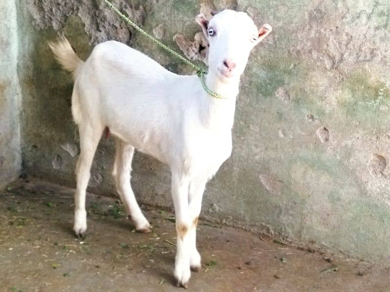 Beautiful Tadi Goat 0