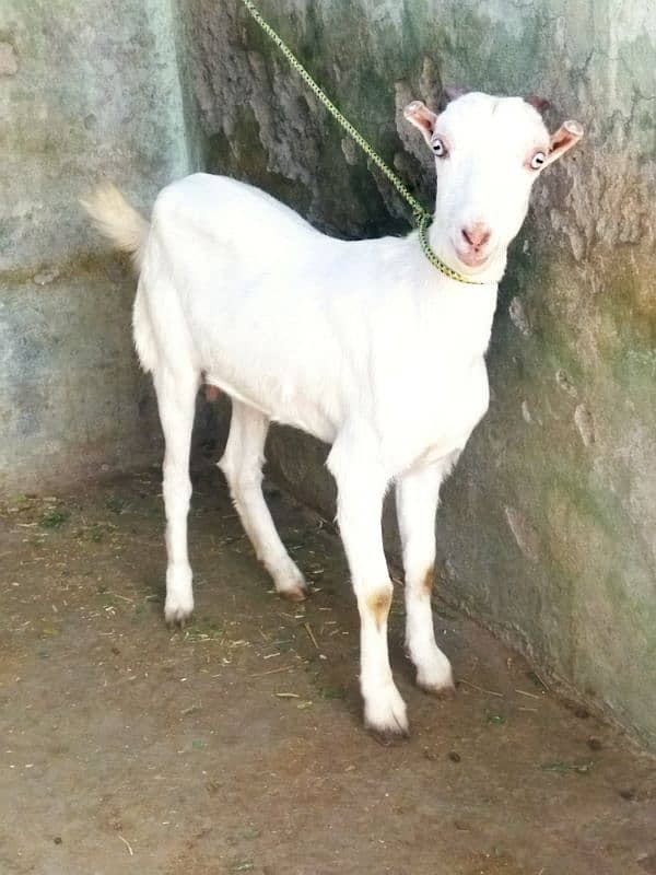 Beautiful Tadi Goat 1