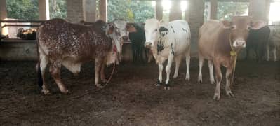 15 Cow bulls for sale (Sahiwal, Cholistani, Cross)