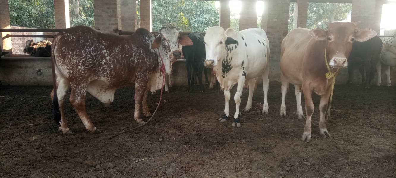 15 Cow bulls for sale (Sahiwal, Cholistani, Cross) 0