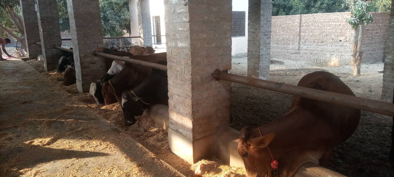 15 Cow bulls for sale (Sahiwal, Cholistani, Cross) 1