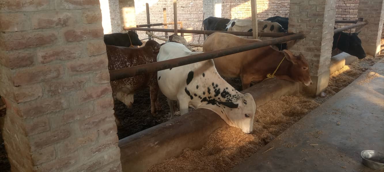 15 Cow bulls for sale (Sahiwal, Cholistani, Cross) 2