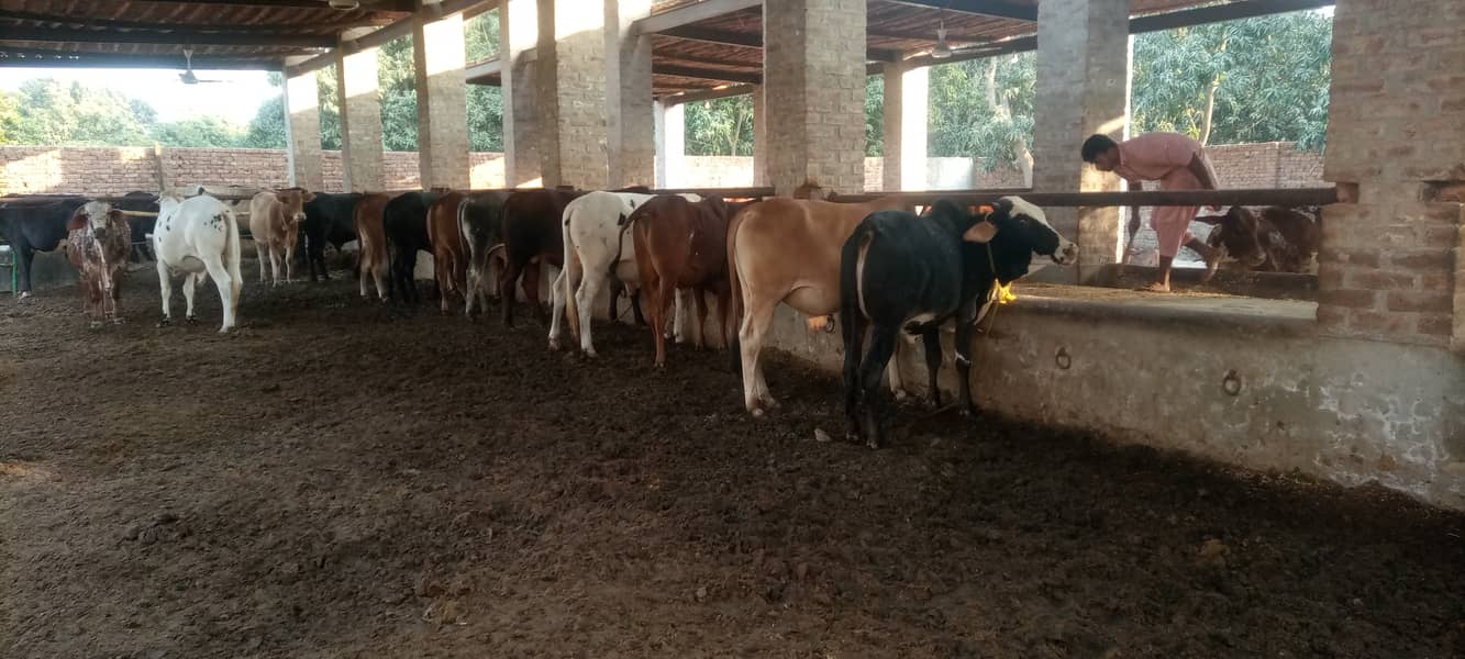 15 Cow bulls for sale (Sahiwal, Cholistani, Cross) 3