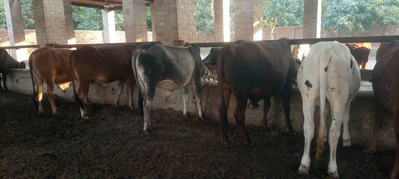 15 Cow bulls for sale (Sahiwal, Cholistani, Cross) 4