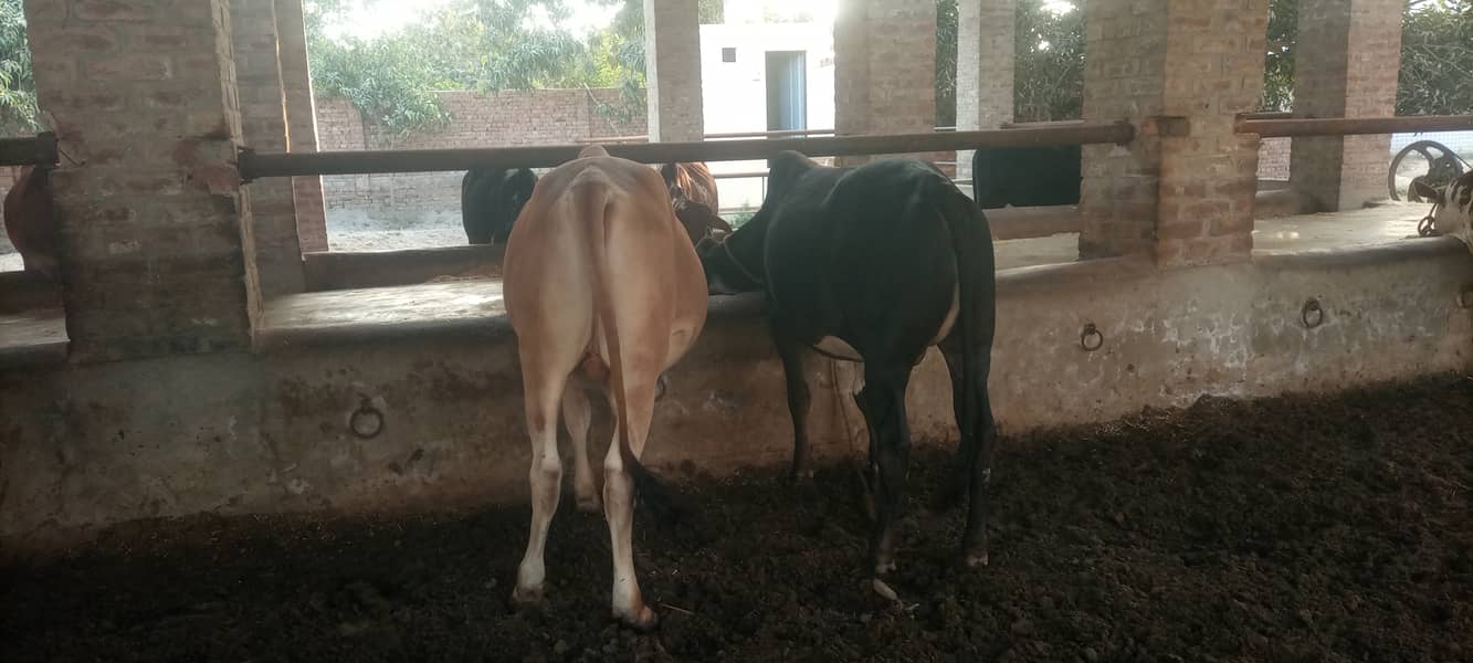 15 Cow bulls for sale (Sahiwal, Cholistani, Cross) 5