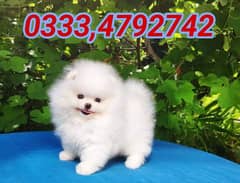 Pomeranian puppies available