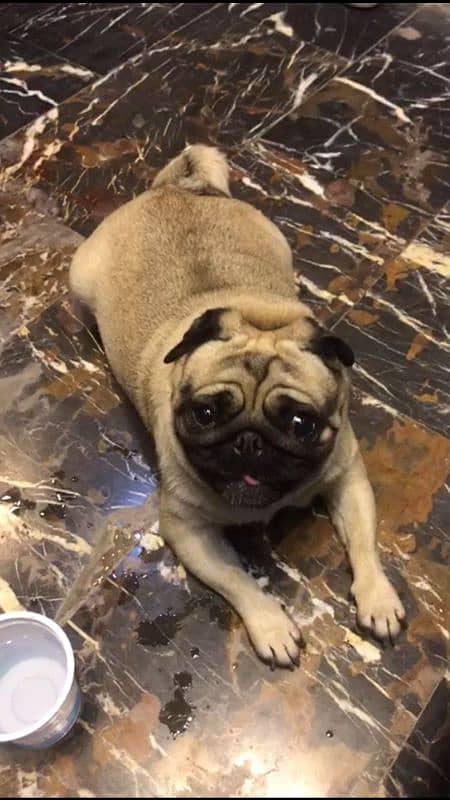 I want to sale my pug pedigree female 0