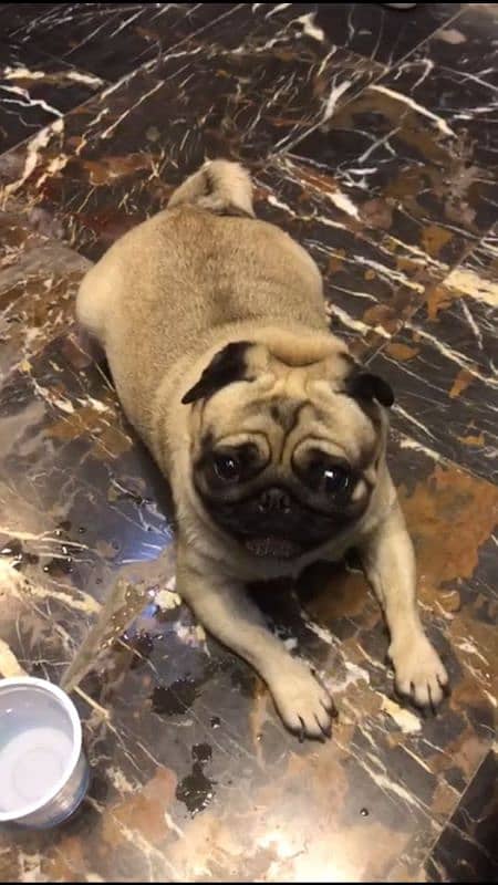 I want to sale my pug pedigree female 1