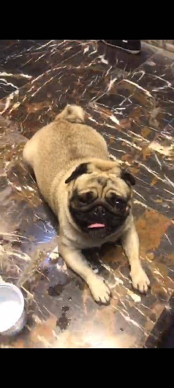 I want to sale my pug pedigree female 2