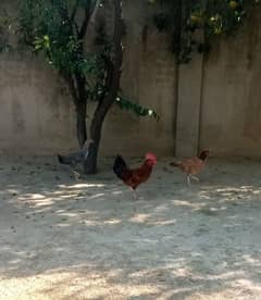 Murgha with two hens