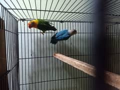 lovebird for sale pair healthy and active