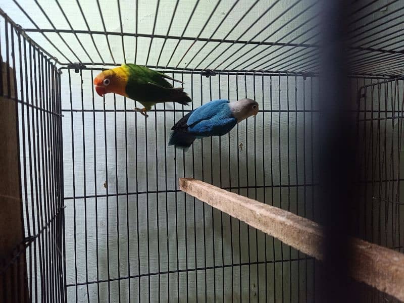 lovebird for sale pair healthy and active 0